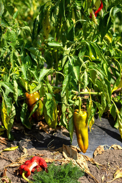 75 Cubanelle Pepper (Capsicum Annuum) Seeds