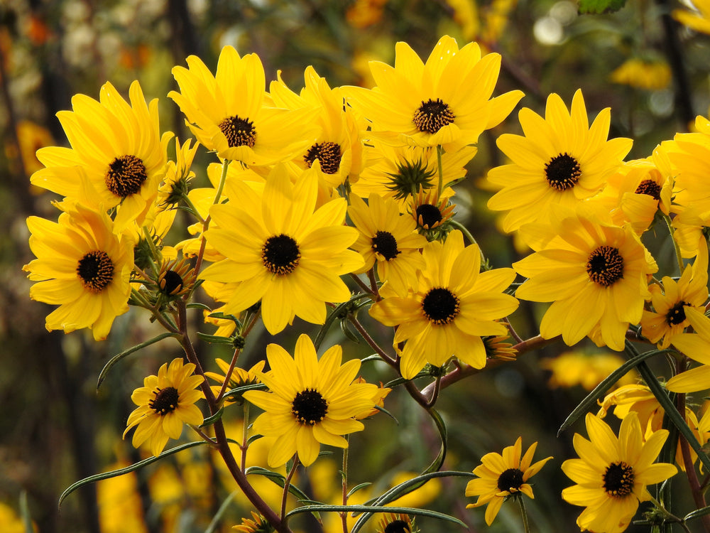 100 Swamp Sunflower (Helianthus Angustifolius) Seeds