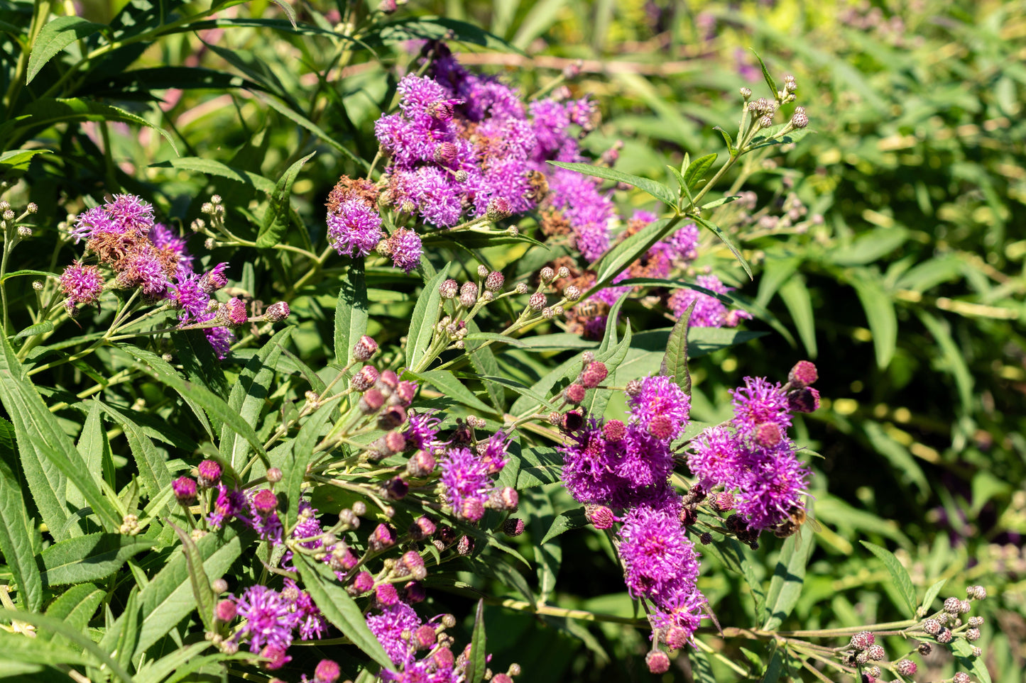 250 Common Ironweed (Vernonia Fasciculata) Seeds