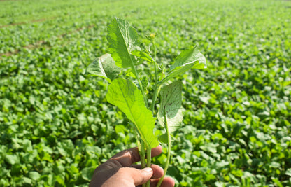 1000 Yellow Mustard (Brassica Juncea) Seeds