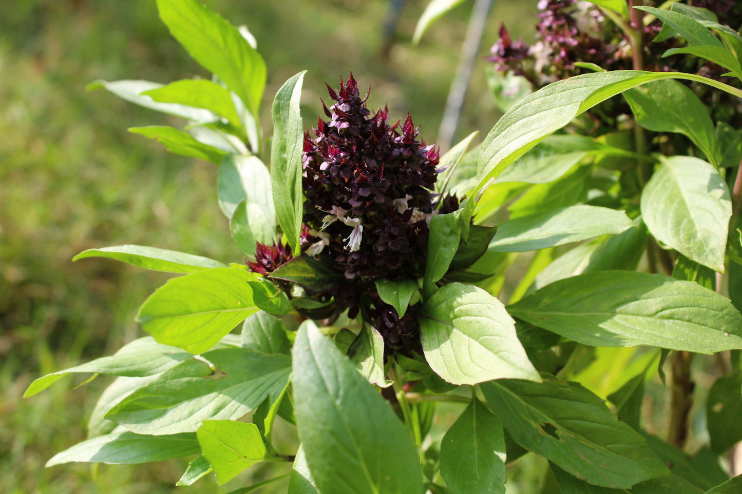 250 Siam Queen Thai Basil (Ocimum Thyrsiflora) Seeds