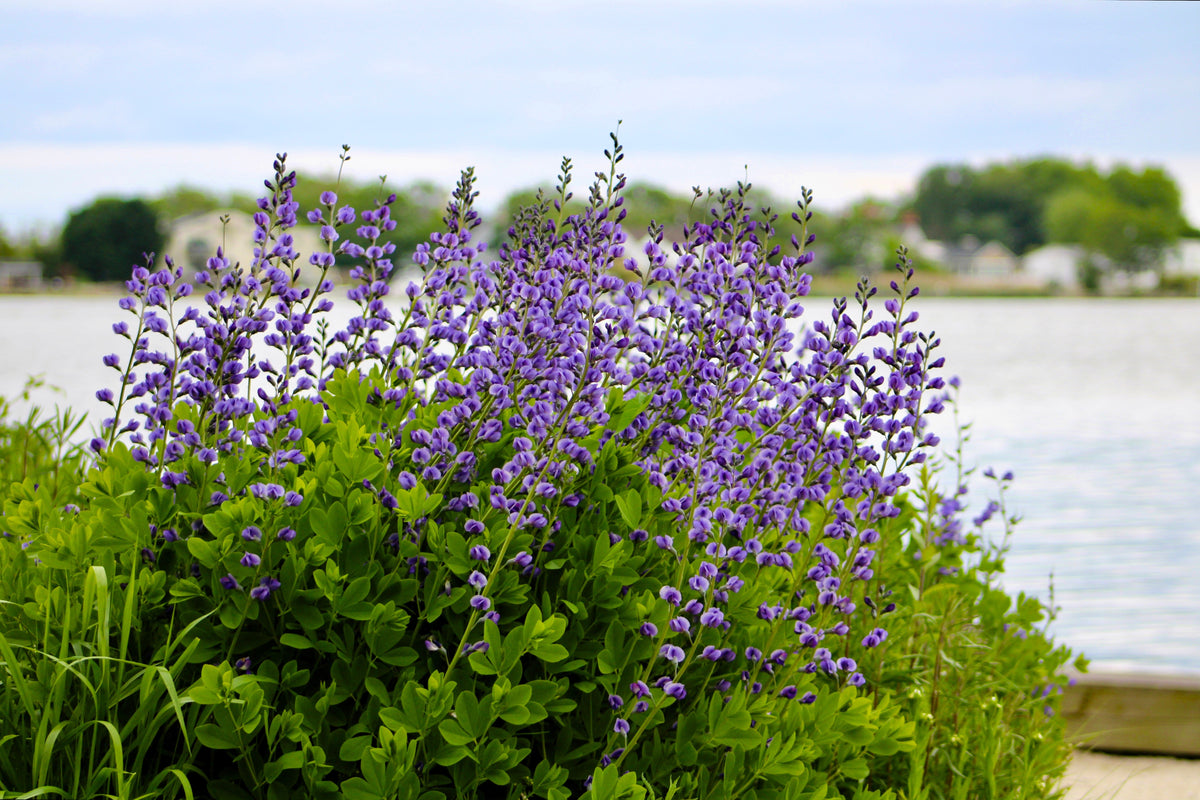 Blue Wild Indigo (Baptisia australis) Seeds – 50 ct