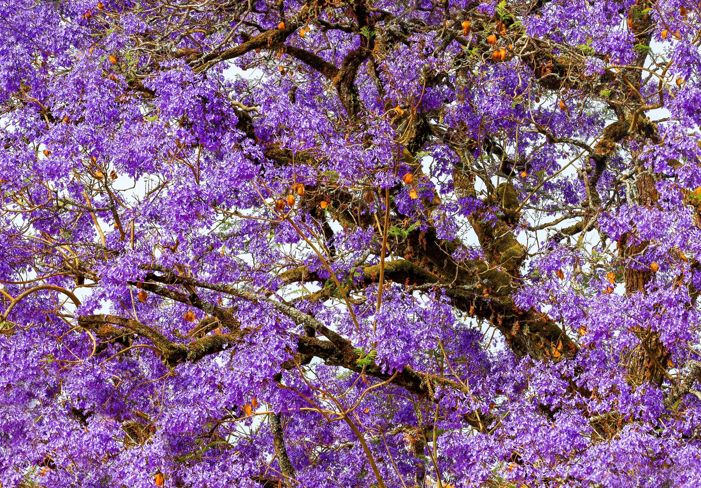 25 Blue Jacaranda Tree (Jacaranda Mimosifolia) Seeds