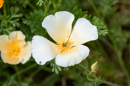 1000 White California Poppy (Eschscholzia Californica) Seeds