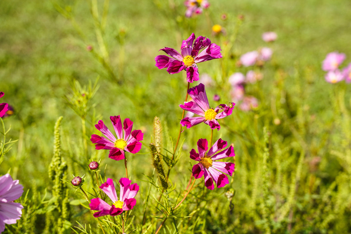 Seashells Cosmos (Cosmos bipinnatus) Seeds – 200 ct