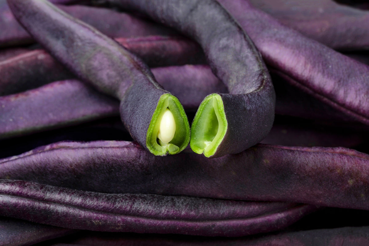 40 Royalty PURPLE POD BEAN Phaseolus Vulgaris Vegetable Seeds