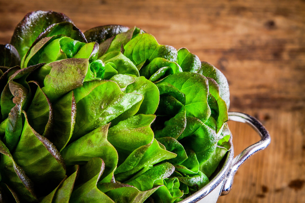 3000 BRONZE MIGNONETTE LETTUCE Butterhead Lactuca Sativa Vegetable Seeds