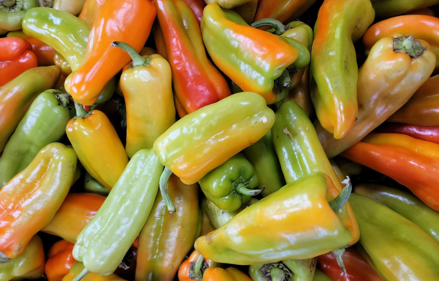 75 Cubanelle Pepper (Capsicum Annuum) Seeds