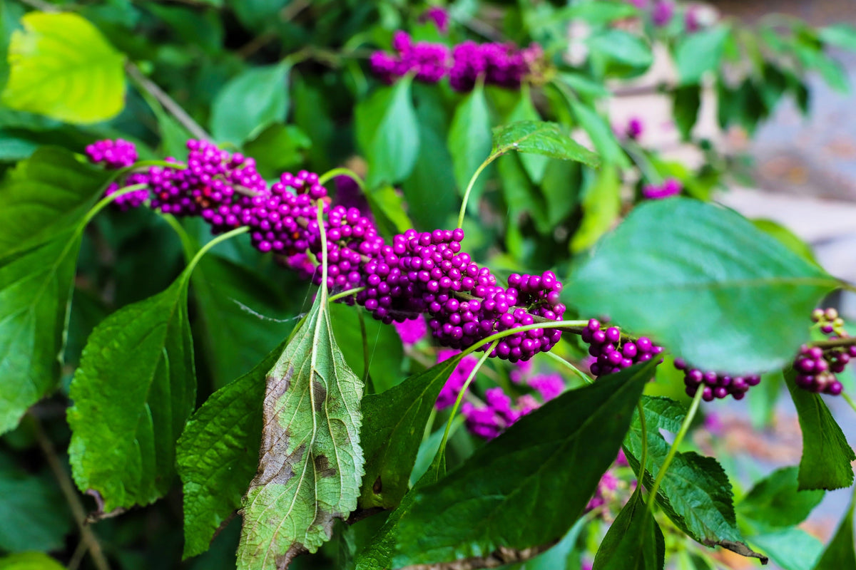 American Beautyberry (Callicarpa americana) Seeds – 40 ct