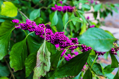 American Beautyberry (Callicarpa americana) Seeds – 40 ct