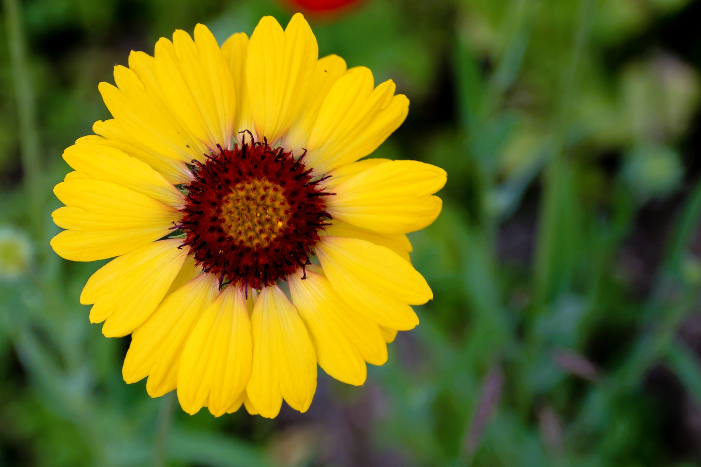 100 Yellow Gaillardia (Blanket Flower / Indian Blanket, Gaillardia Aristata) Seeds