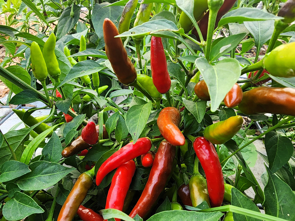 Tabasco Pepper (Capsicum frutescens) Seeds – 50 ct