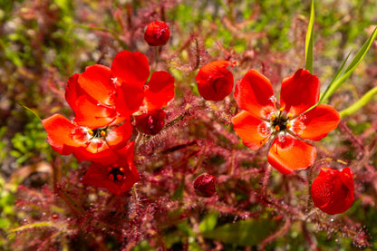10 Carnivorous Sundew Plant (Drosera) Seeds