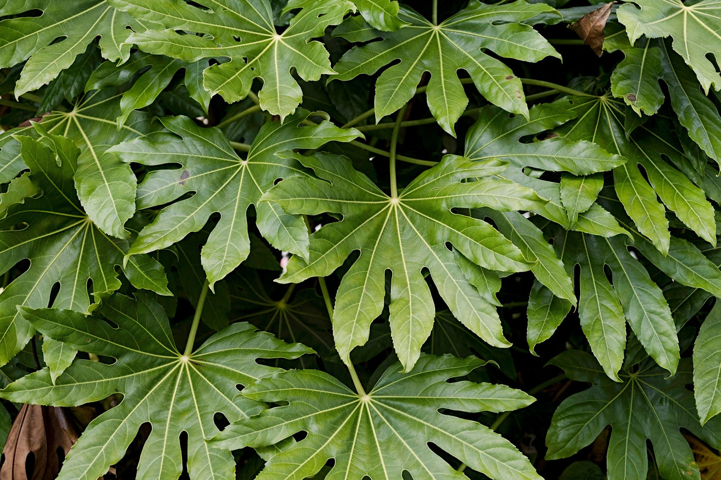 10 Japanese Fatsi (Fatsia Aralia Japonica) Seeds