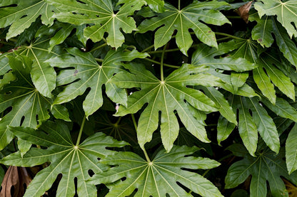 10 Japanese Fatsi (Fatsia Aralia Japonica) Seeds