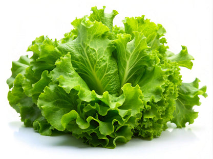 3000 Black Seeded Simpson Leaf Lettuce (Lactuca Sativa) Seeds