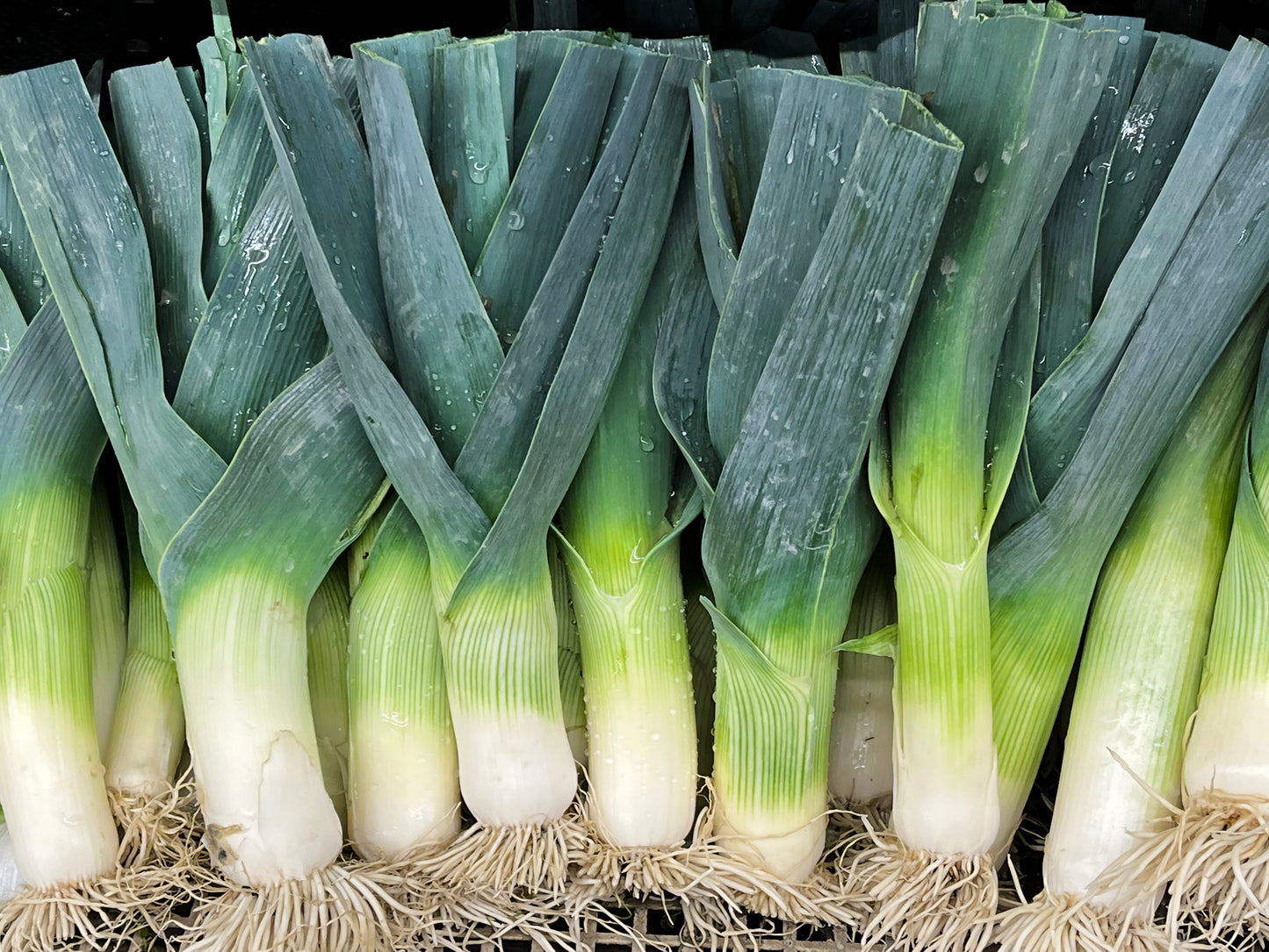 500 Broad London Leek (Allium Porrum) Seeds