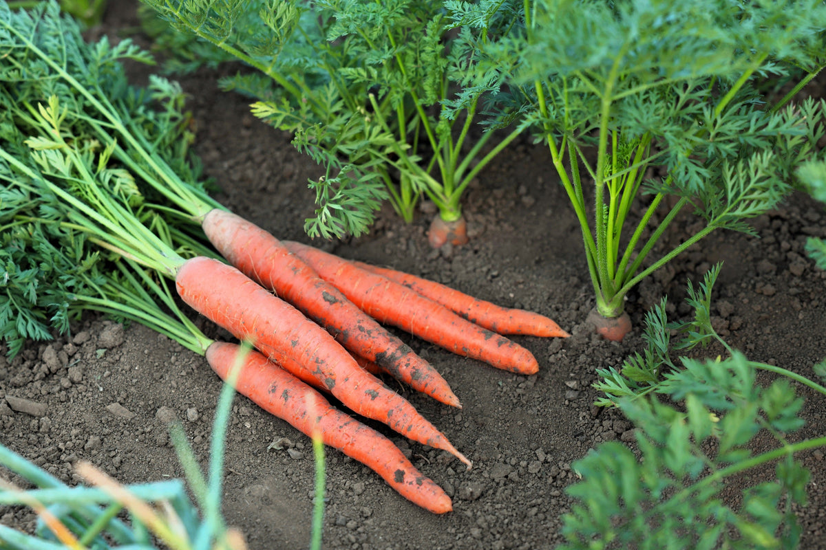 1500 Imperator 58 Carrot (Daucus Carota) Seeds