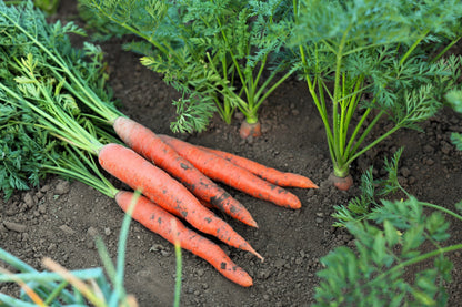 1500 Imperator 58 Carrot (Daucus Carota) Seeds