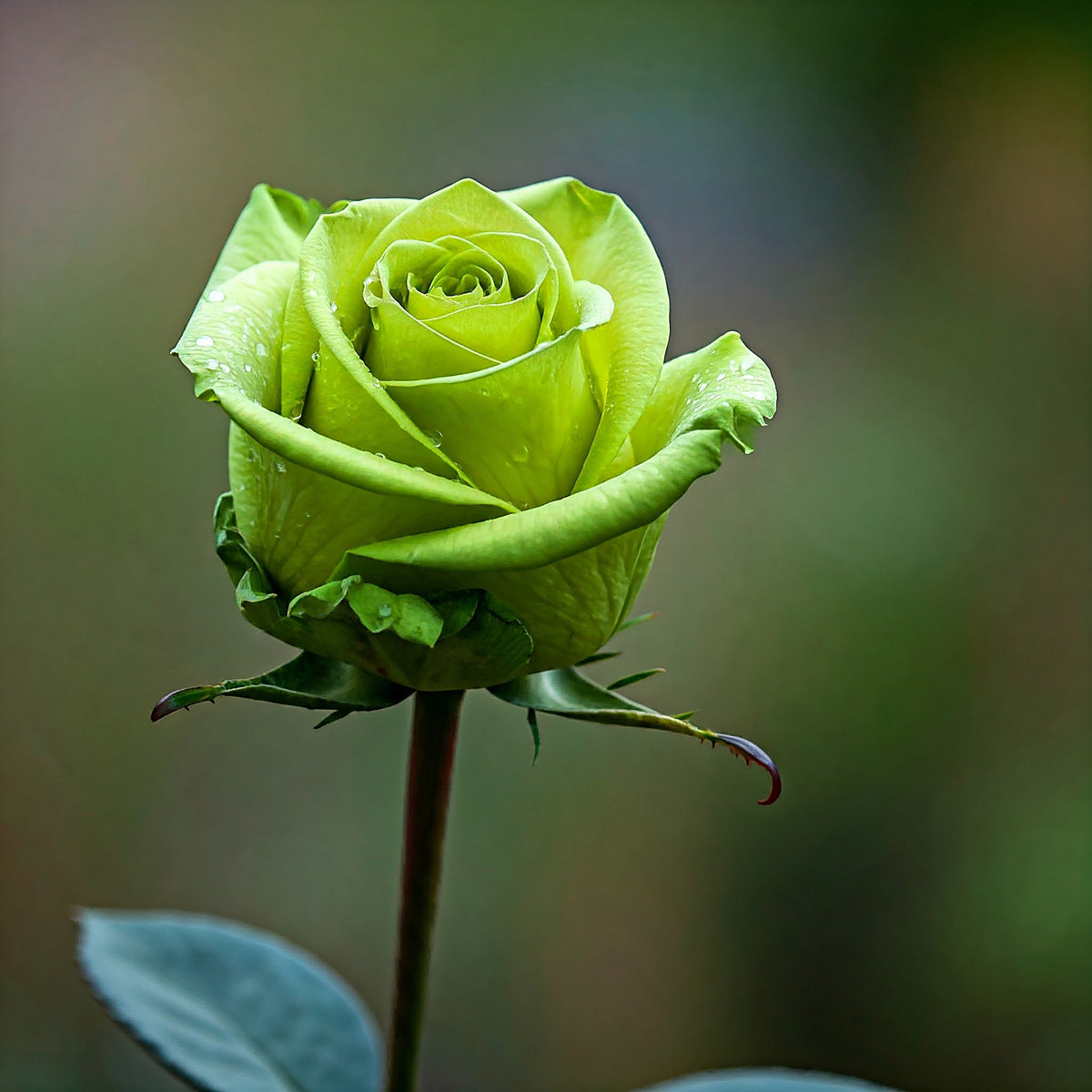 Green Rose (Rosa spp.) Seeds – 5 ct