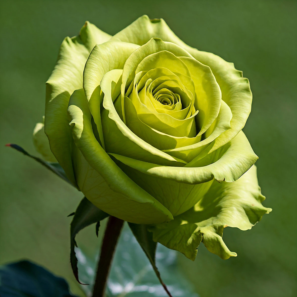 Green Rose (Rosa spp.) Seeds – 5 ct