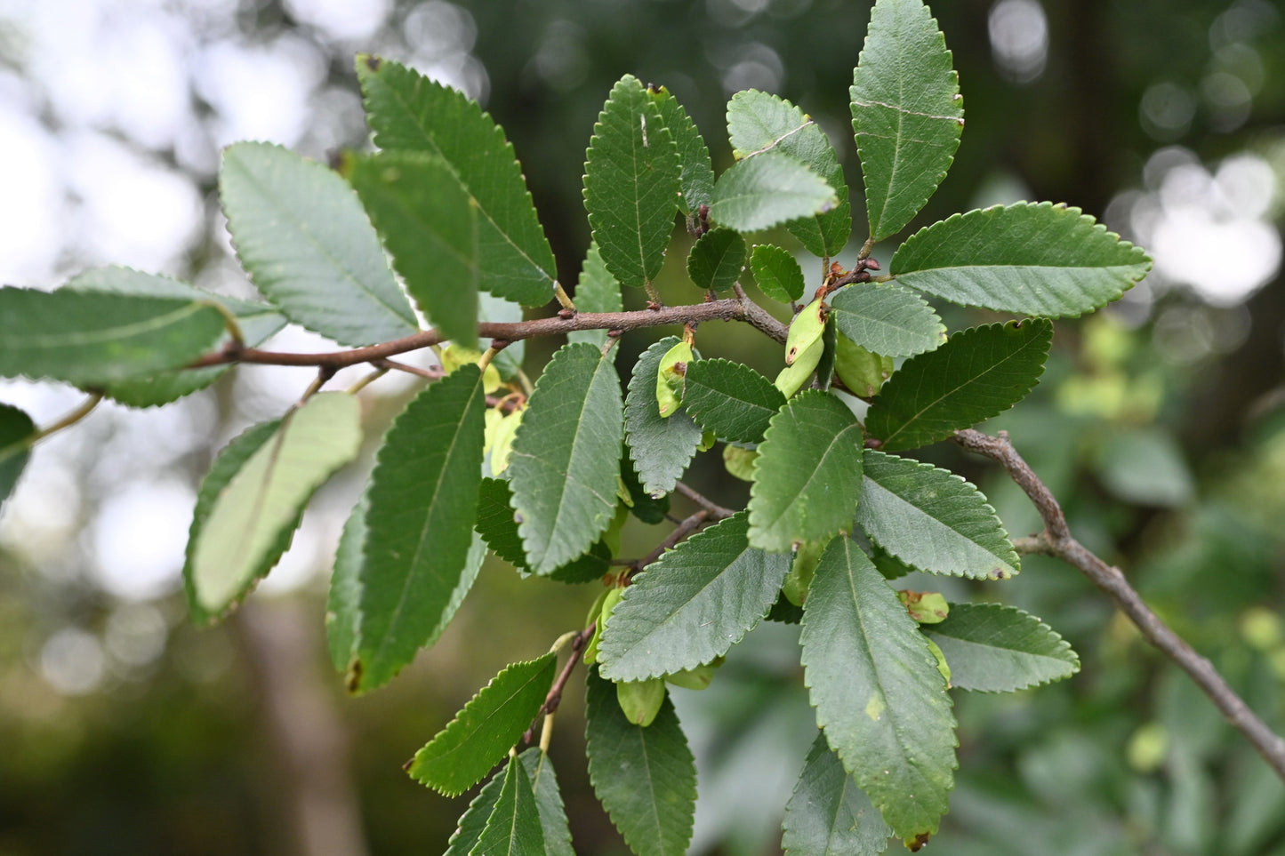 50 Chinese Elm Tree (Ulmus Parvifolia) Seeds