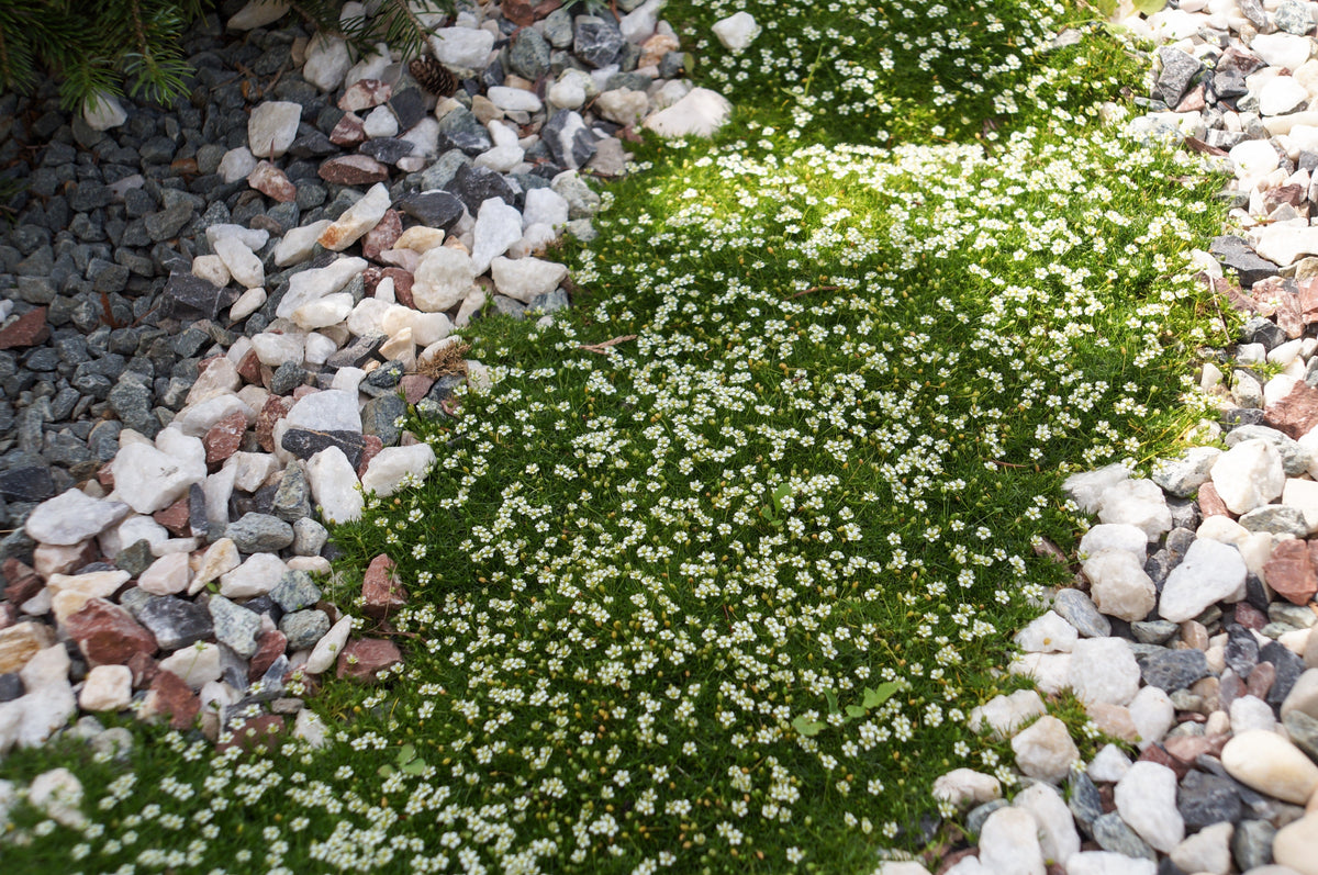 Irish Moss (Sagina subulata) Seeds – 50 ct