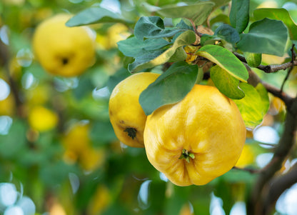 20 Common Culinary Quince (Cydonia Oblonga) Seeds