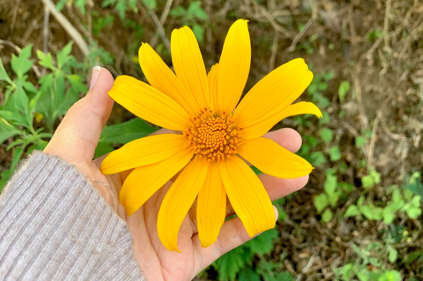Mexican Ssunflower (Tithonia Speciosa) Seeds