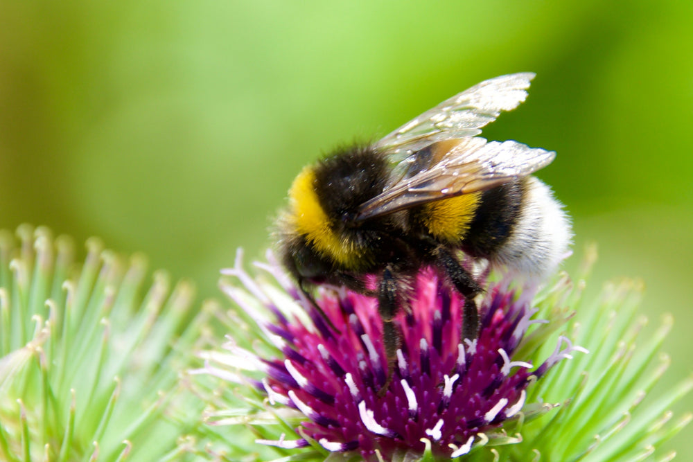200 Burdock (Arctium Lappa) Seeds