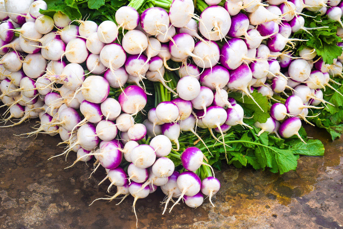 3000 PURPLE Top WHITE Globe TURNIP Brassica Rapa Vegetable Seeds