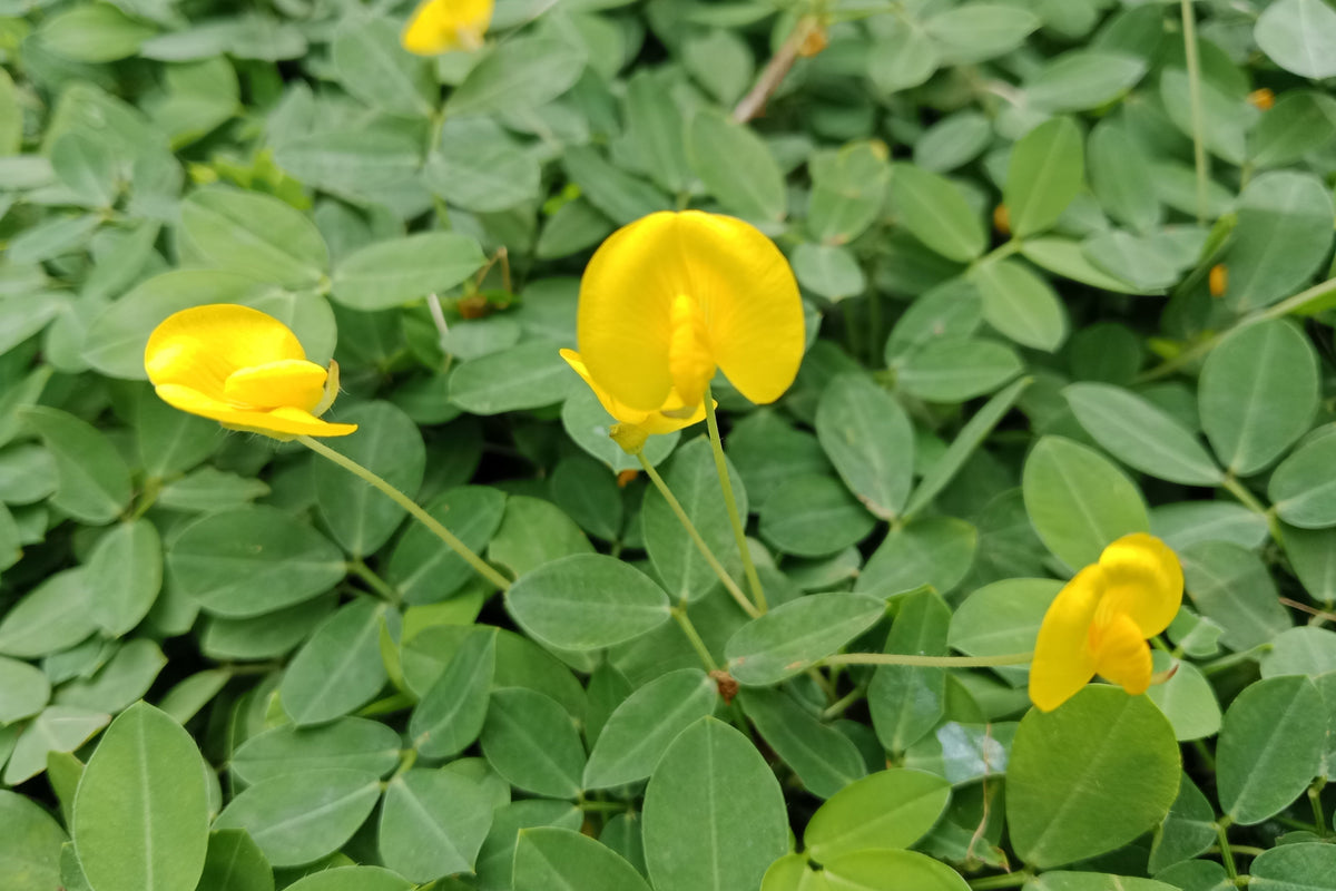15 Seeds ' JUMBO ' VIRGINIA PEANUT Arachis Hypogaea Perennial Nut Plant