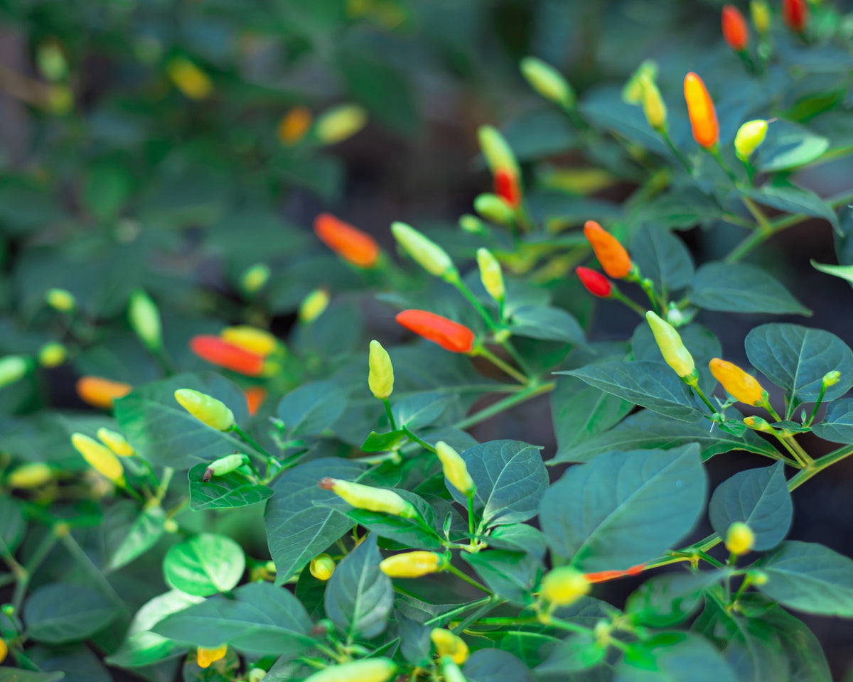 Tabasco Pepper (Capsicum frutescens) Seeds – 50 ct