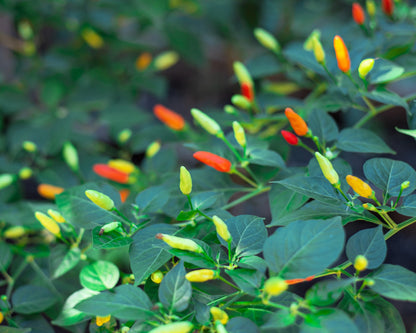 Tabasco Pepper (Capsicum frutescens) Seeds – 50 ct