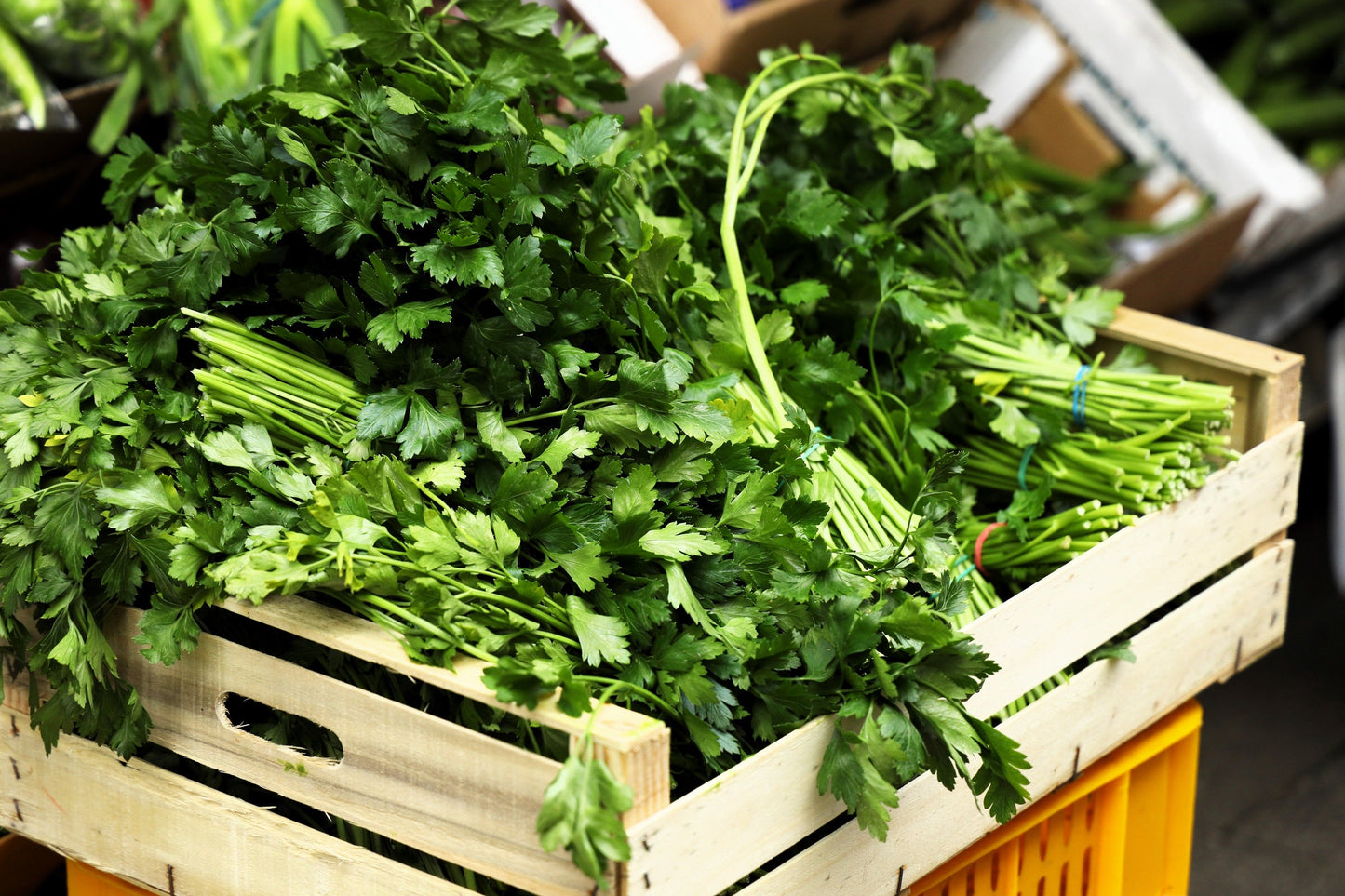 1000 Italian Flat Leaf Parsley (Petroselinum Crispum Neapolitanum) Seeds