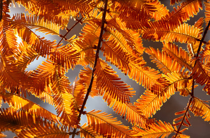 20 DAWN REDWOOD Tree Metasequoia Glyptostroboides Conifer Seeds