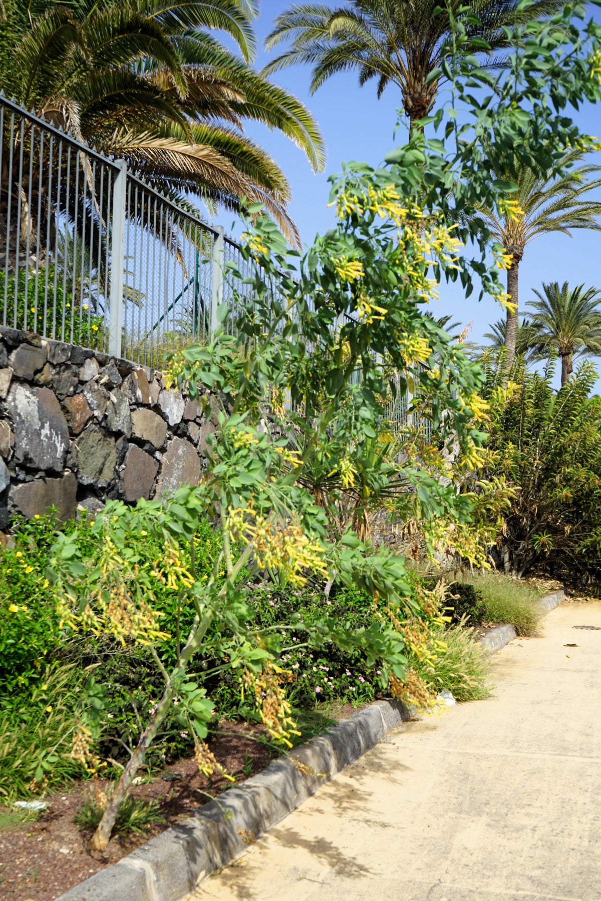 250 TREE TOBACCO Nicotiana Glauca Yellow Trumpet Flower Herb Shrub Seeds