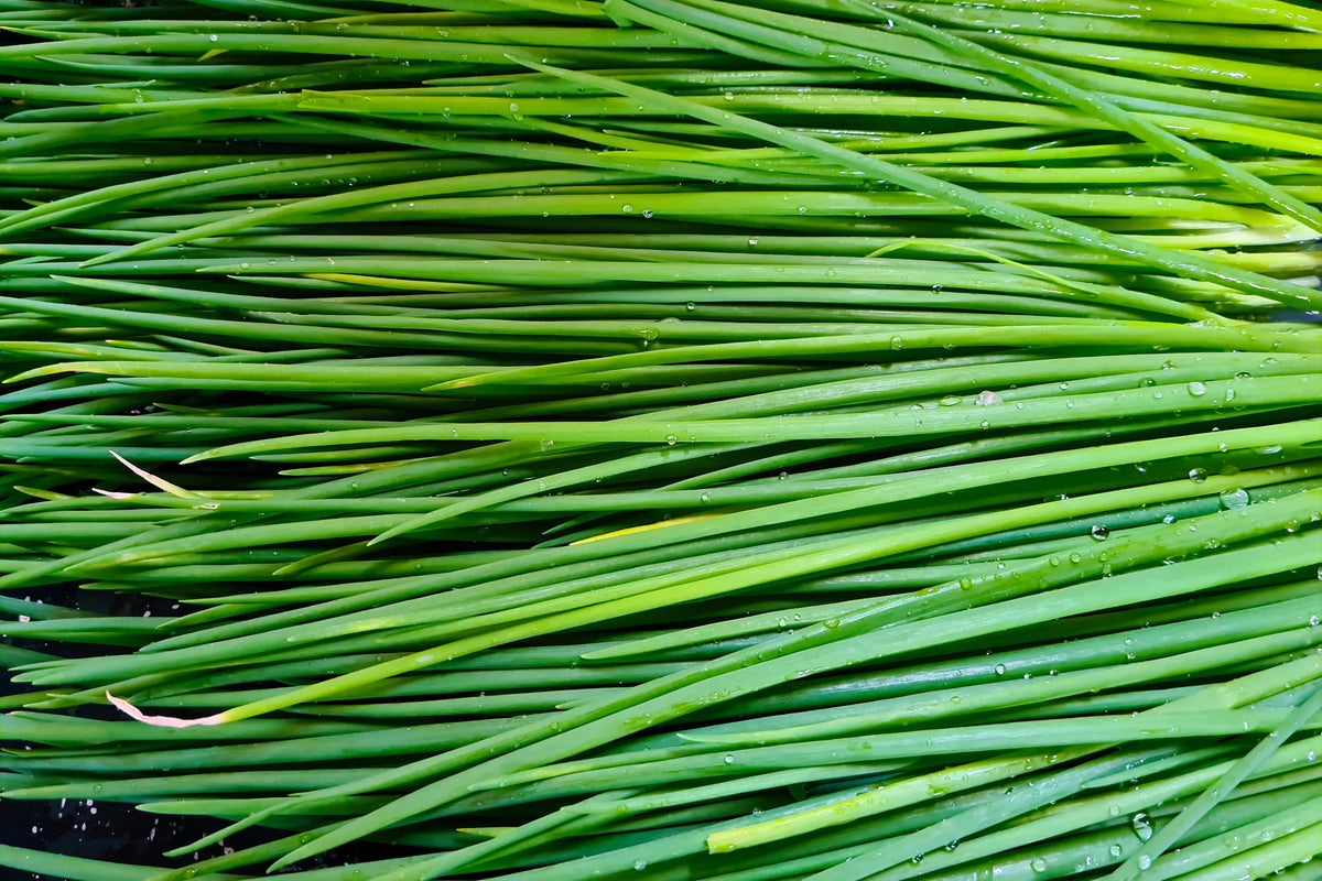 Chives (Allium schoenoprasum) Seeds – 500 ct