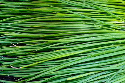 Chives (Allium schoenoprasum) Seeds – 500 ct