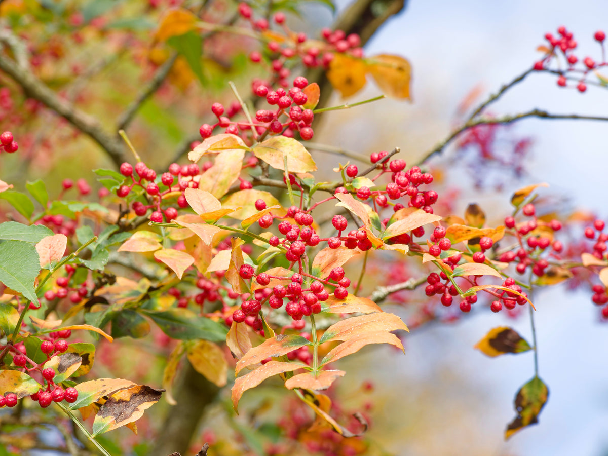 Sichuan Pepper (Zanthoxylum bungeanum) Seeds – 25 ct