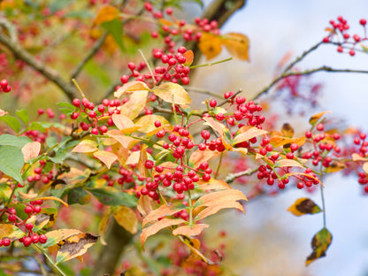 Sichuan Pepper (Zanthoxylum bungeanum) Seeds – 25 ct