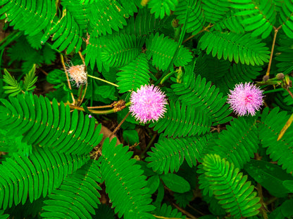 100 Sensitive Plant (Mimosa Pudica) Seeds