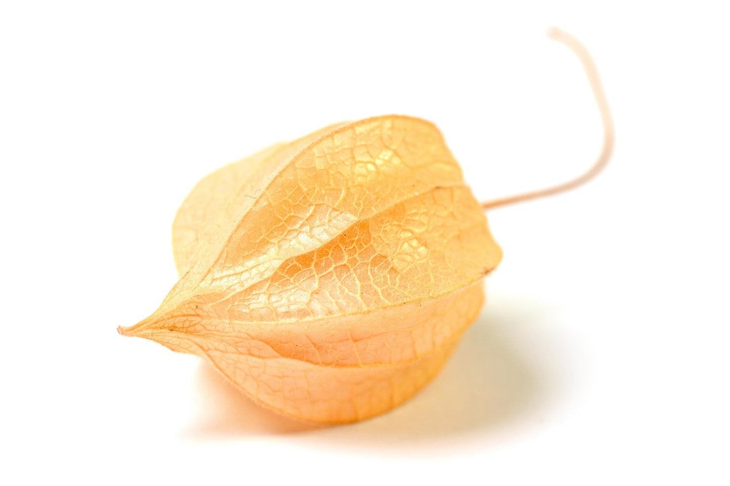 200 Organic Ground Cherry (Physalis Pruinosa) Seeds
