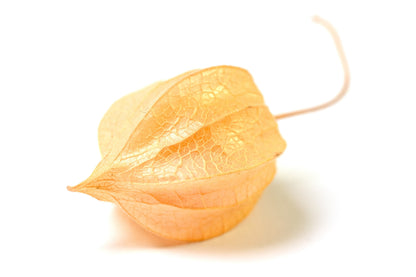 200 Organic Ground Cherry (Physalis Pruinosa) Seeds