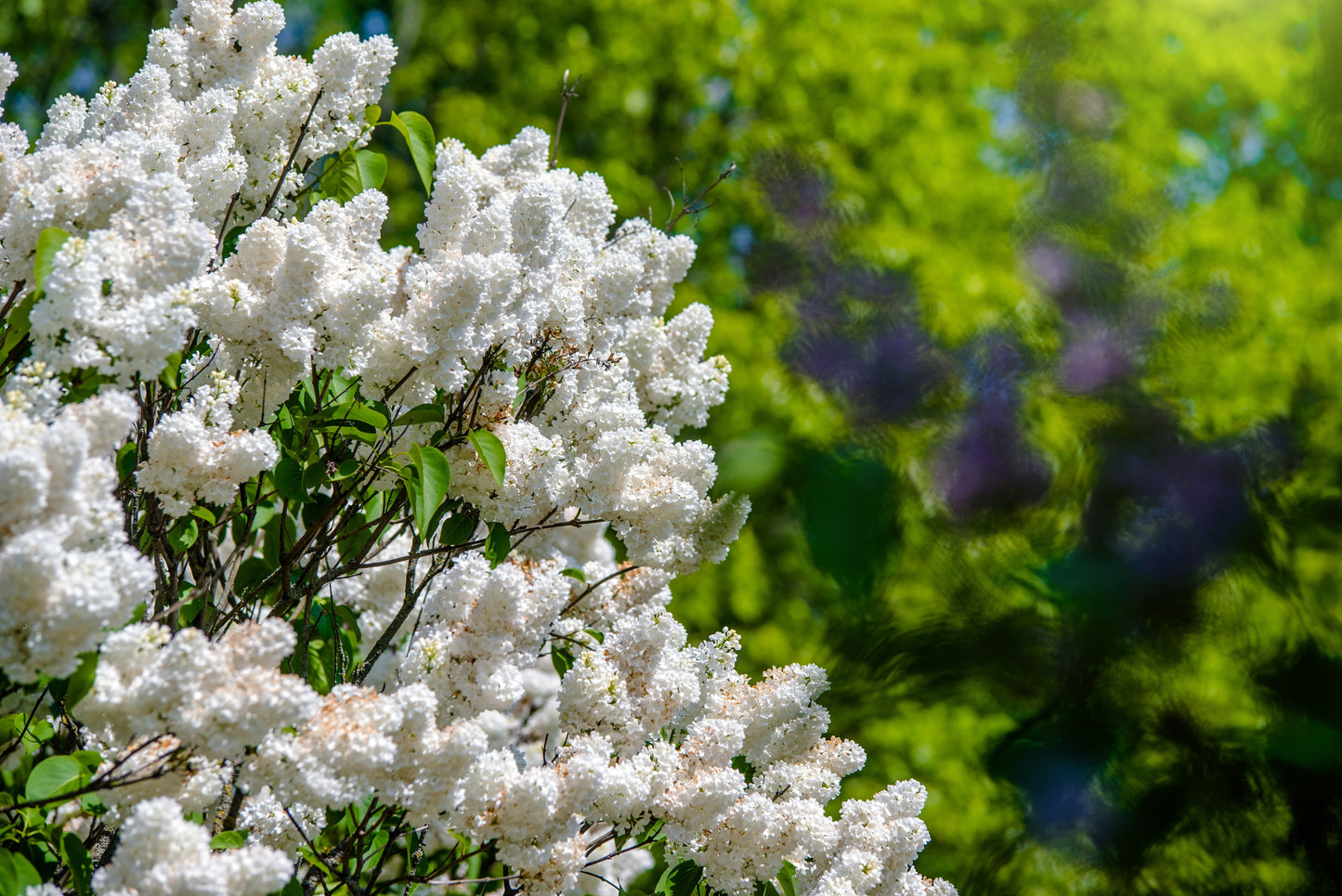 20 White Tree Lilac (Syringa Pekinensis) Seeds