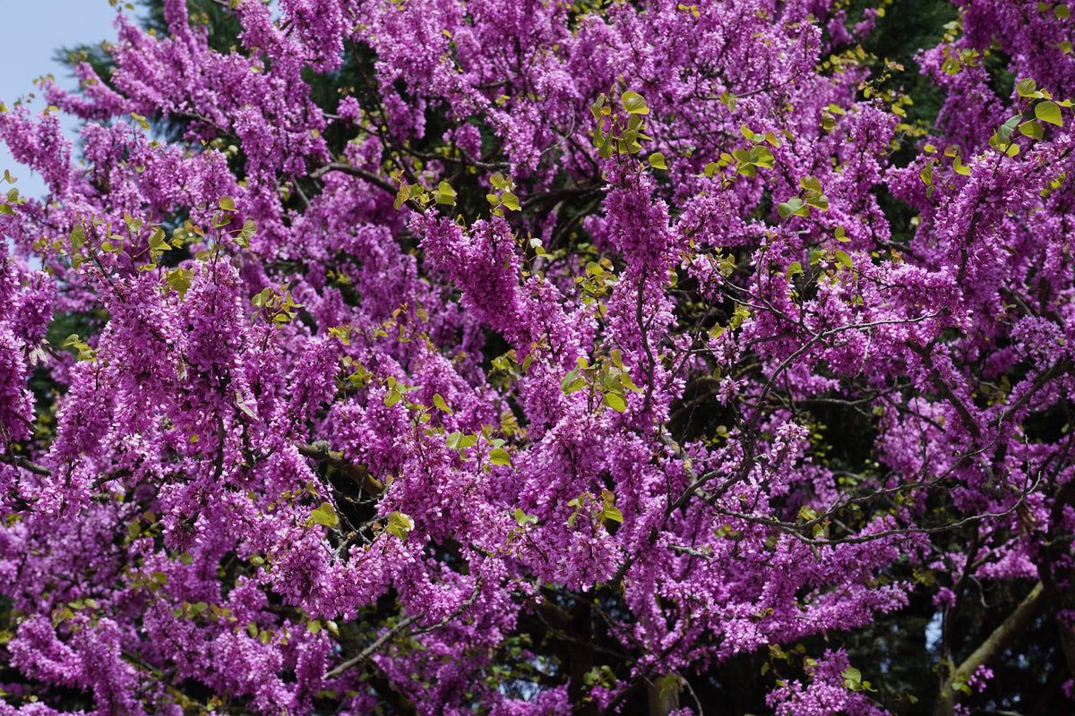 20 Eastern REDBUD TREE Cercis Canadensis Pink Flowering Native Tree Seeds