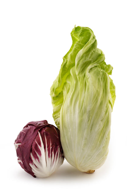 250 SUGAR LOAF ENDIVE Radicchio Escarole Cichorium Intybus Green Vegetable Seeds