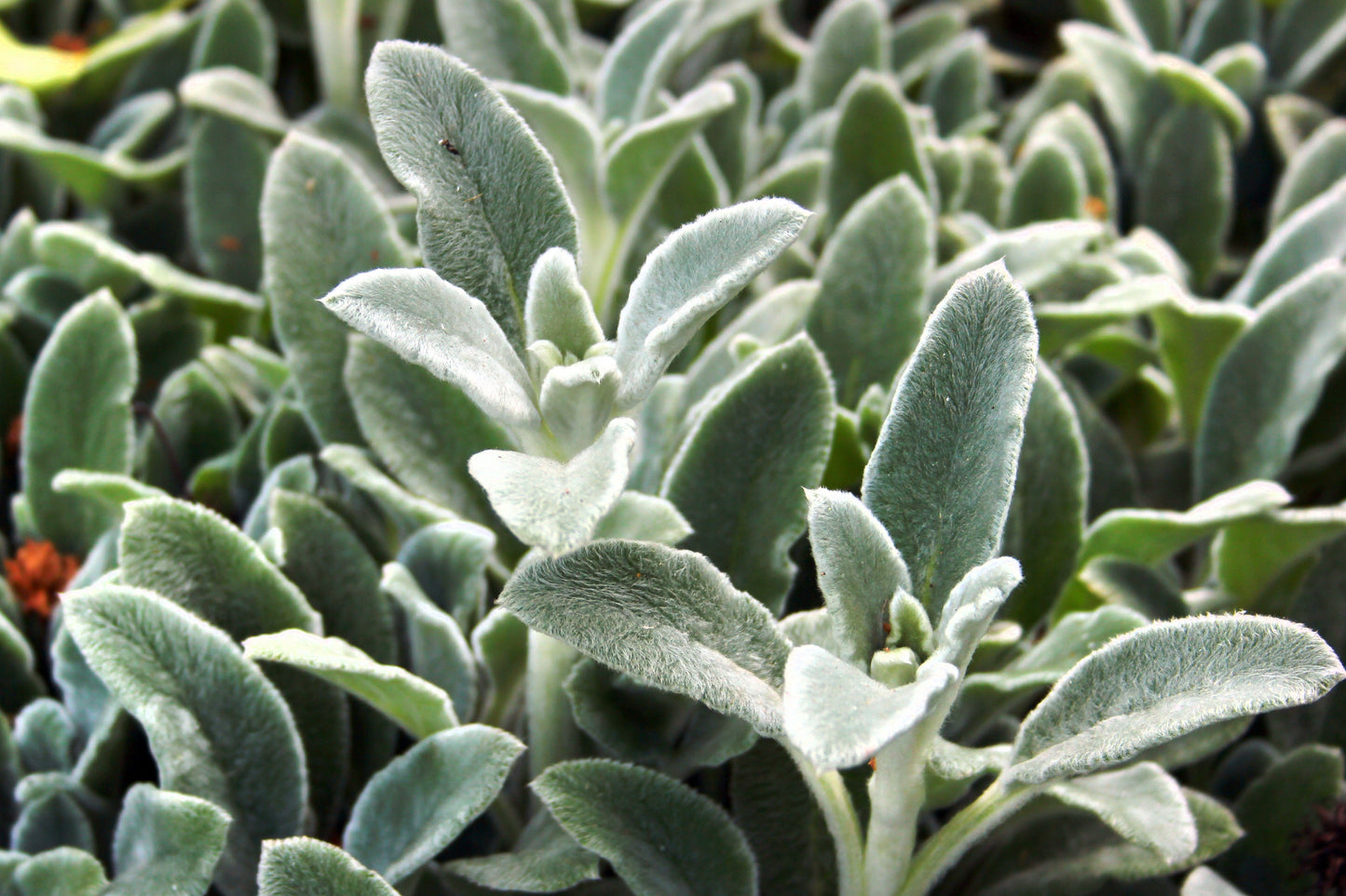 100 Woolly Lamb's Ear (Stachys Byzantina) Seeds