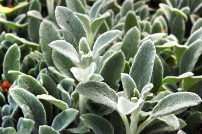100 Woolly Lamb's Ear (Stachys Byzantina) Seeds