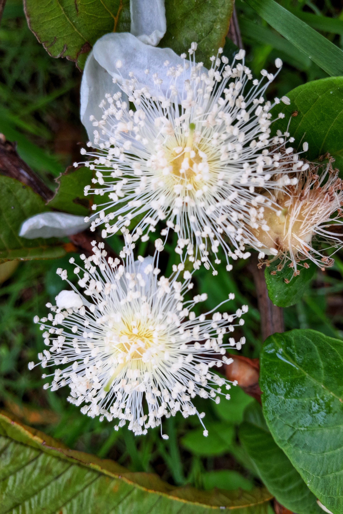 20 Guava Tree (Psidium Guajava) Seeds
